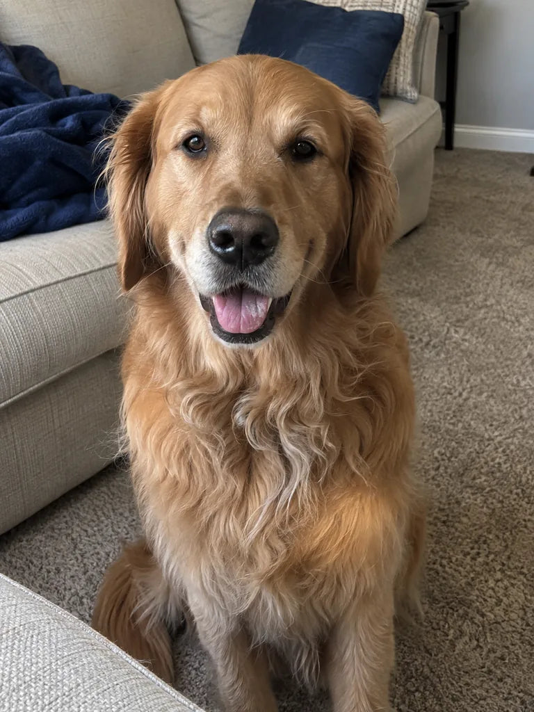 AI-created photo example of an adult golden retriever beside a sofa